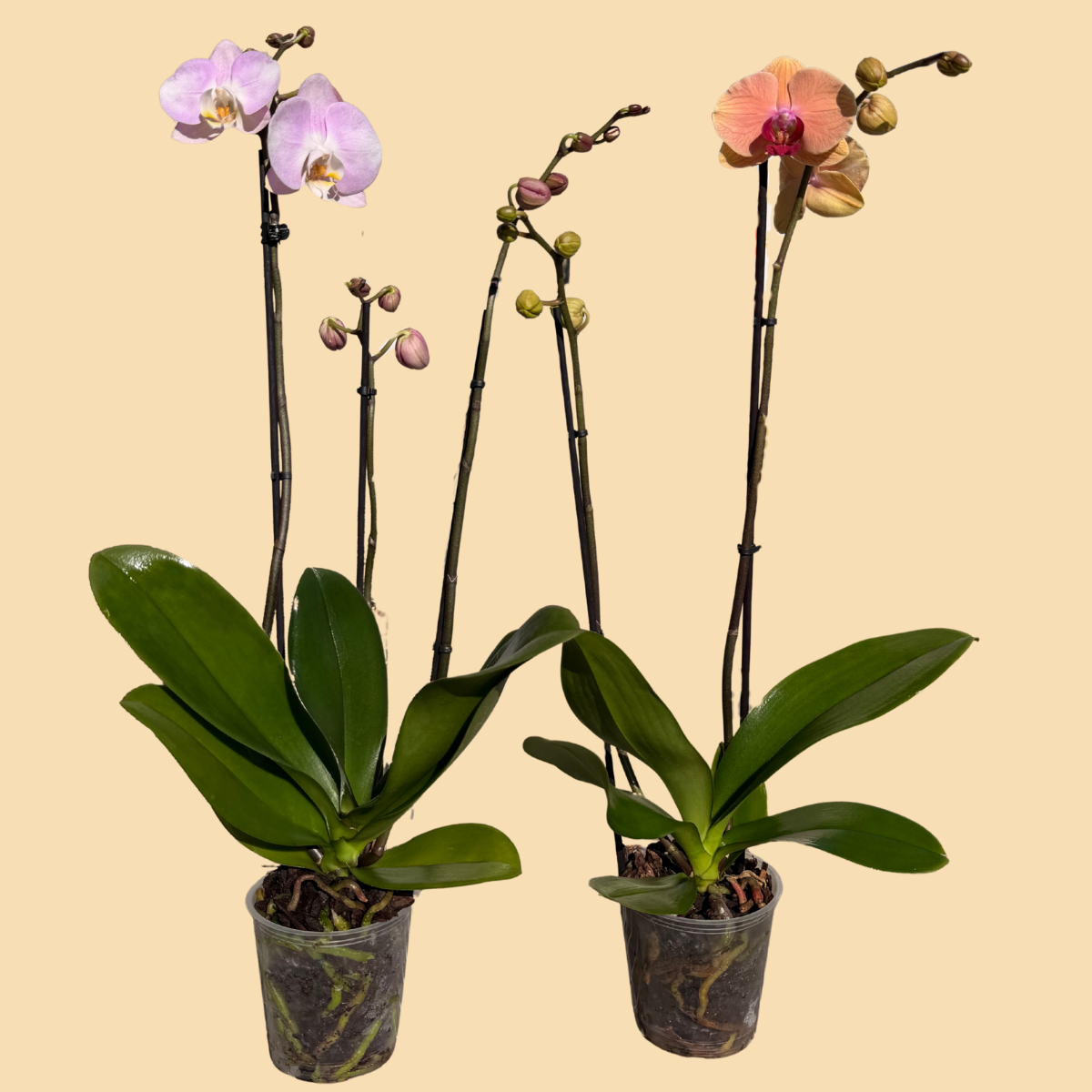 orchid plant pot Premium Orchids - 10 Pack in Ceramic