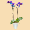 Phalaenopsis Orchids Infused with Black Sapphire Color in a 5" Deco Pot - 10 Plants per box - Free Shipping