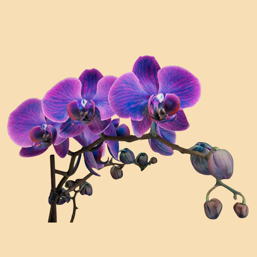 Phalaenopsis Orchids Infused with Black Sapphire Color in a 5" Deco Pot - 10 Plants per box - Free Shipping