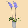 Phalaenopsis Orchids Infused with Lilac Color in a 5" Deco Pot - 10 Plants per box - Free Shipping
