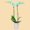 Phalaenopsis Orchids Infused with Emerald Green Color in a 5" Deco Pot - 10 Plants per box - Free Shipping