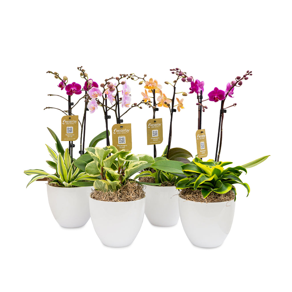 Avila Garden - 4 Pack