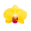Premium Orchids - 10 Pack Assorted in Grow Pot