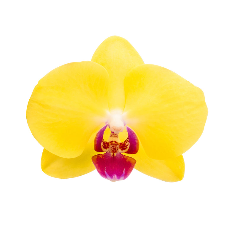 Premium Orchids - 10 Pack Assorted in Grow Pot